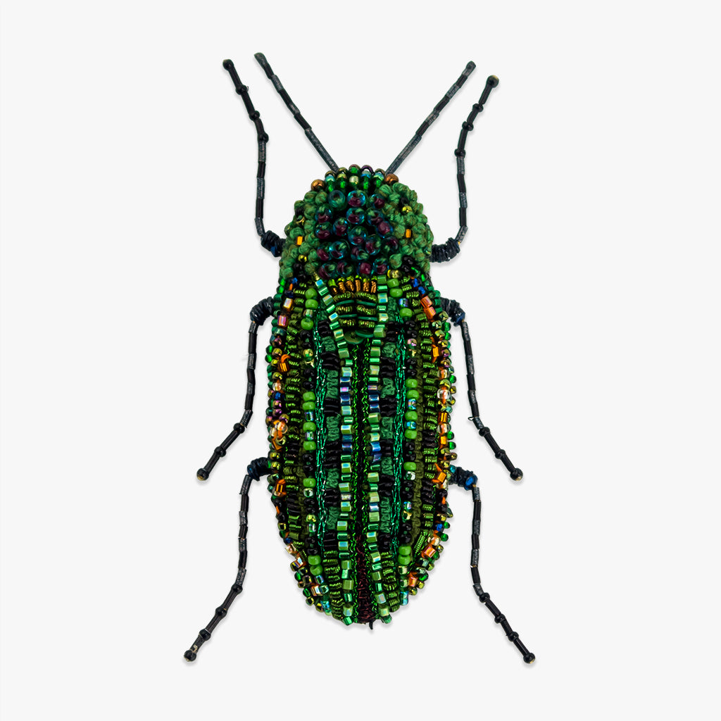 Insect Green Beetle | ppgbbe.intranet.biologia.ufrj.br